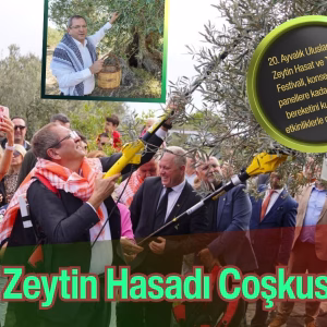 zeytin hasadı (4)