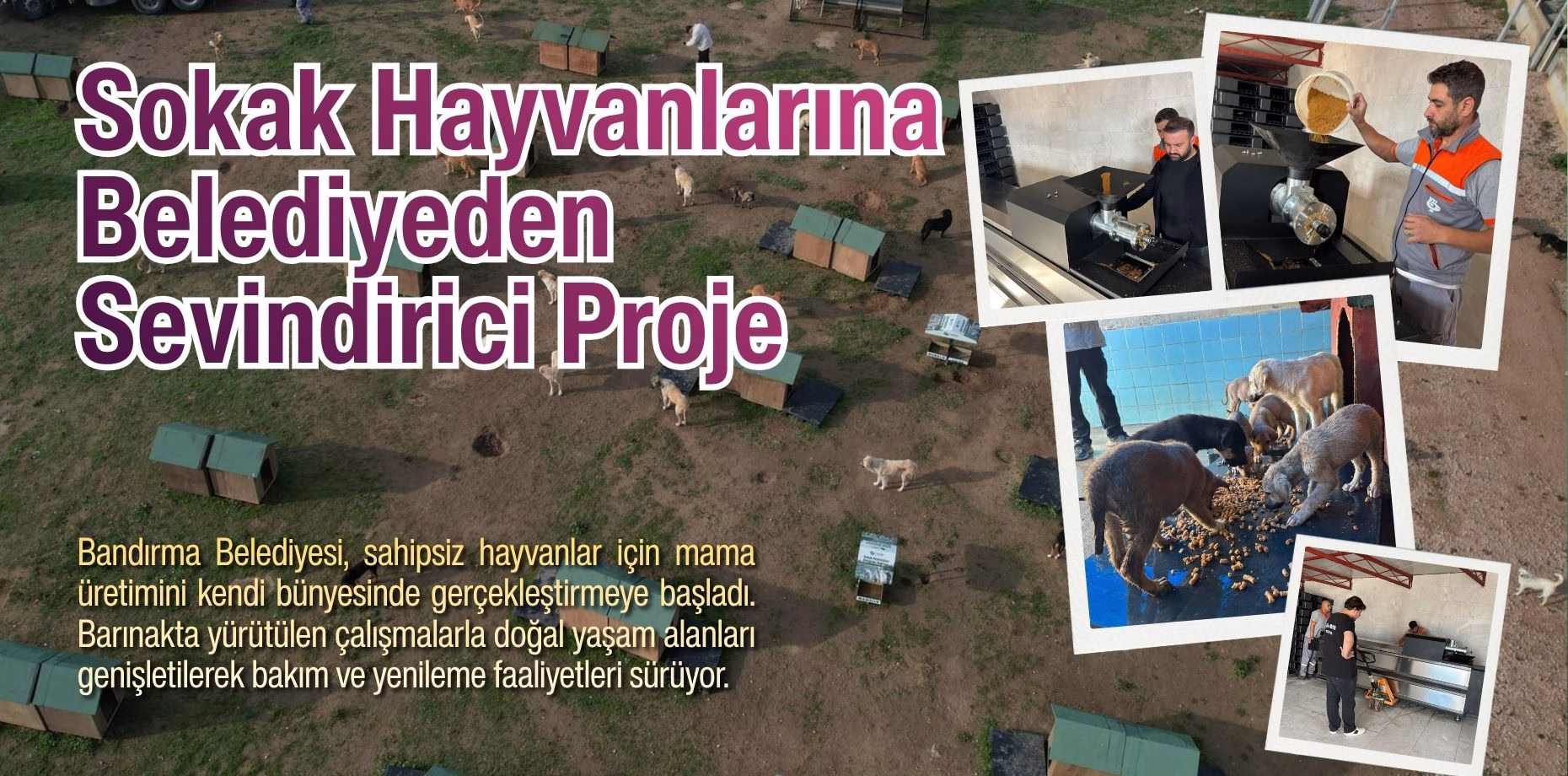 SOKAK HAYVANLARI (1)