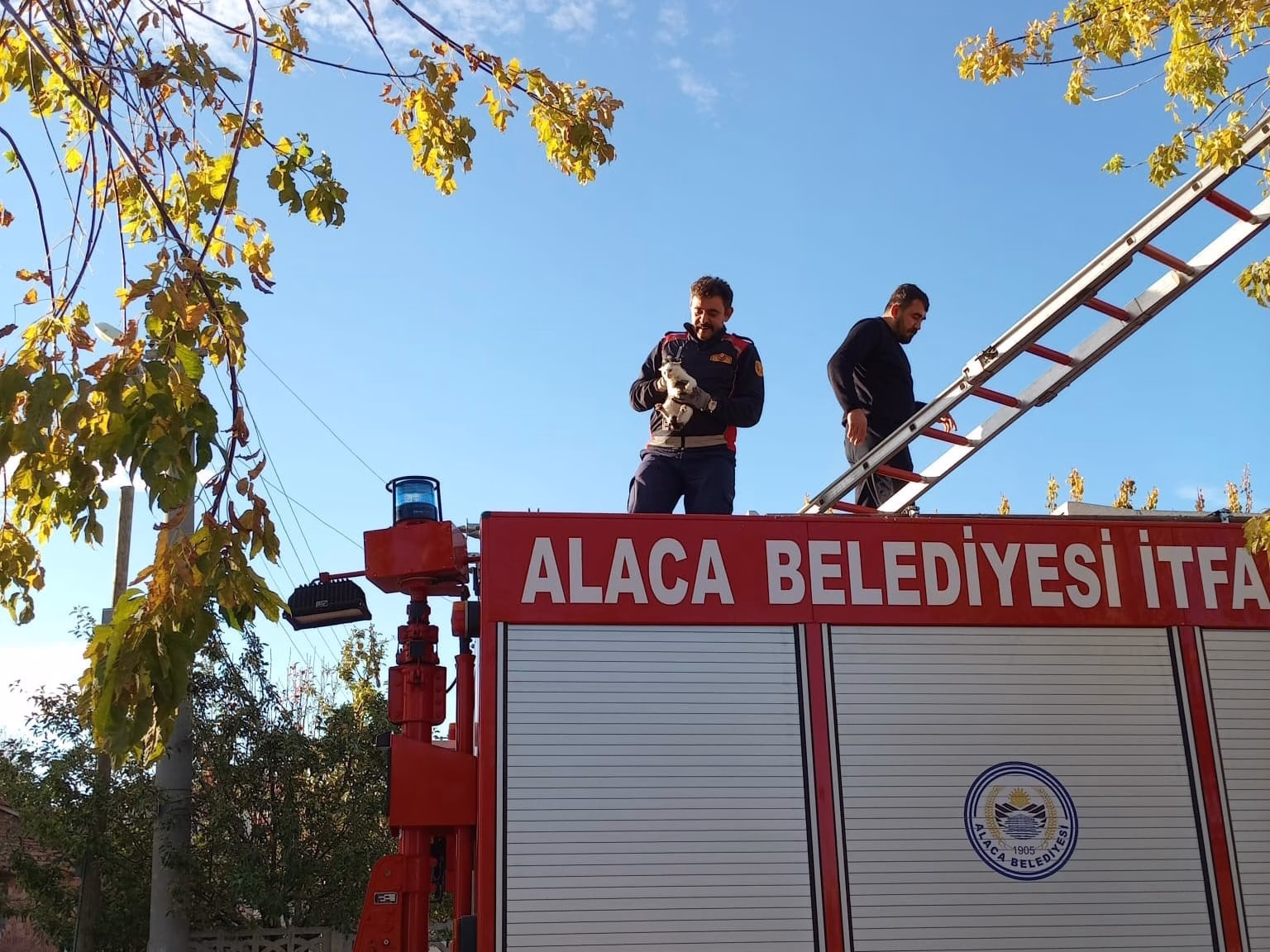 Ağaçta mahsur kalan yavru kedi itfaiye ekiplerince kurtarıldı