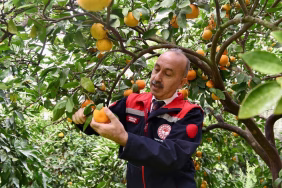 Balıkesir Tarım ve Orman Müdürü Düzgün, Havran mandalinası hasadına katıldı