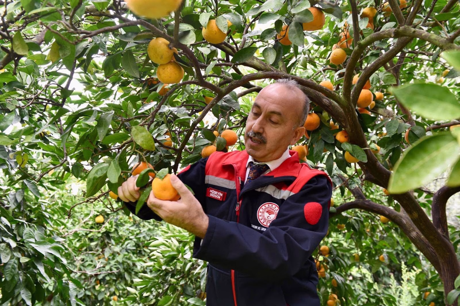 Balıkesir Tarım ve Orman Müdürü Düzgün, Havran mandalinası hasadına katıldı