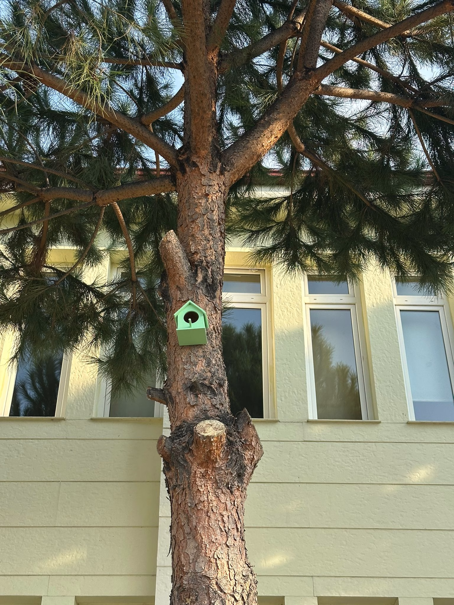 Balıkesir'de üniversite öğrencileri kuşlar için yuva yaptı