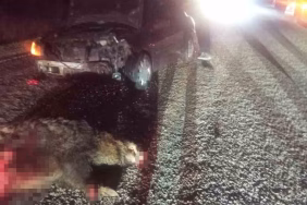 Bolu’da domuza çarpan otomobil hurdaya döndü: 1 yaralı