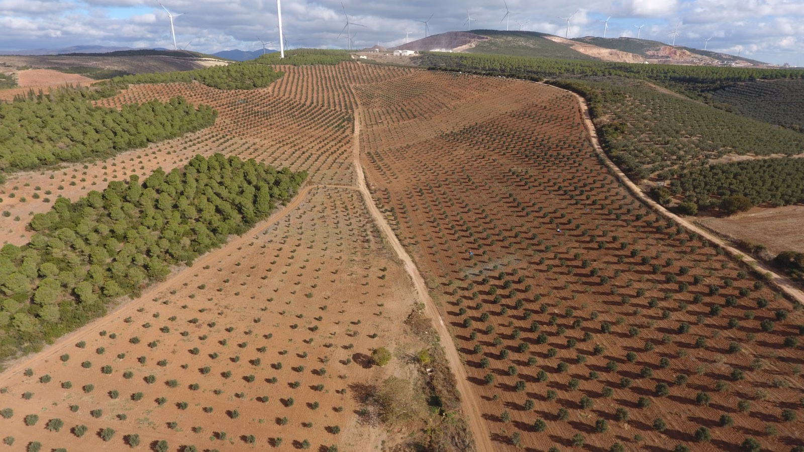 Orman Genel Müdürü Karacabey, Balıkesir'de gelir getirici tür ağaçlandırma sahasında konuştu