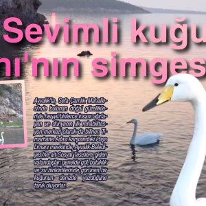 paşa kuğu liman (3)