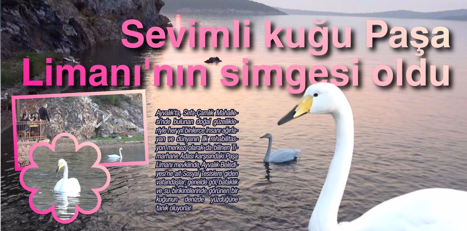 paşa kuğu liman (3)