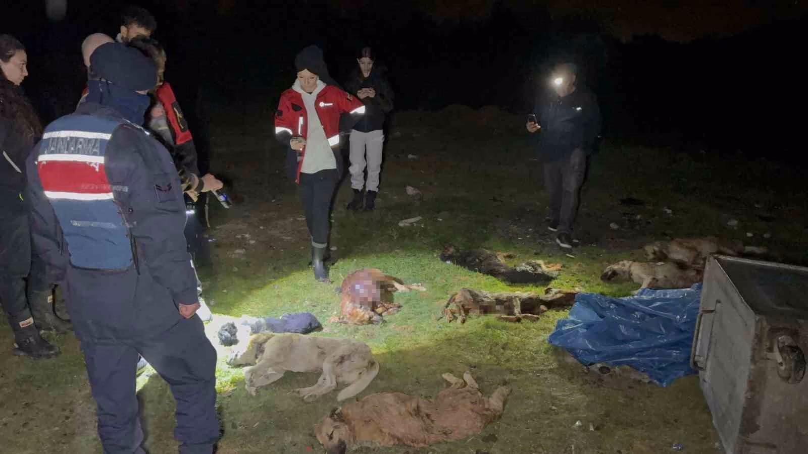 Samsun’da çöp konteynerinde 9 telef olmuş köpek bulundu