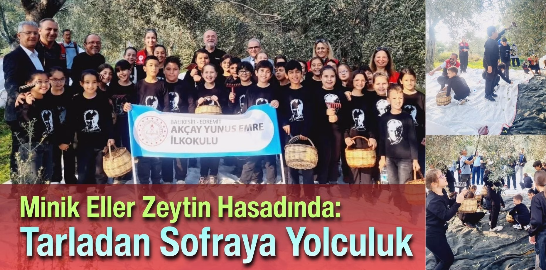 zeytin 6 (2)