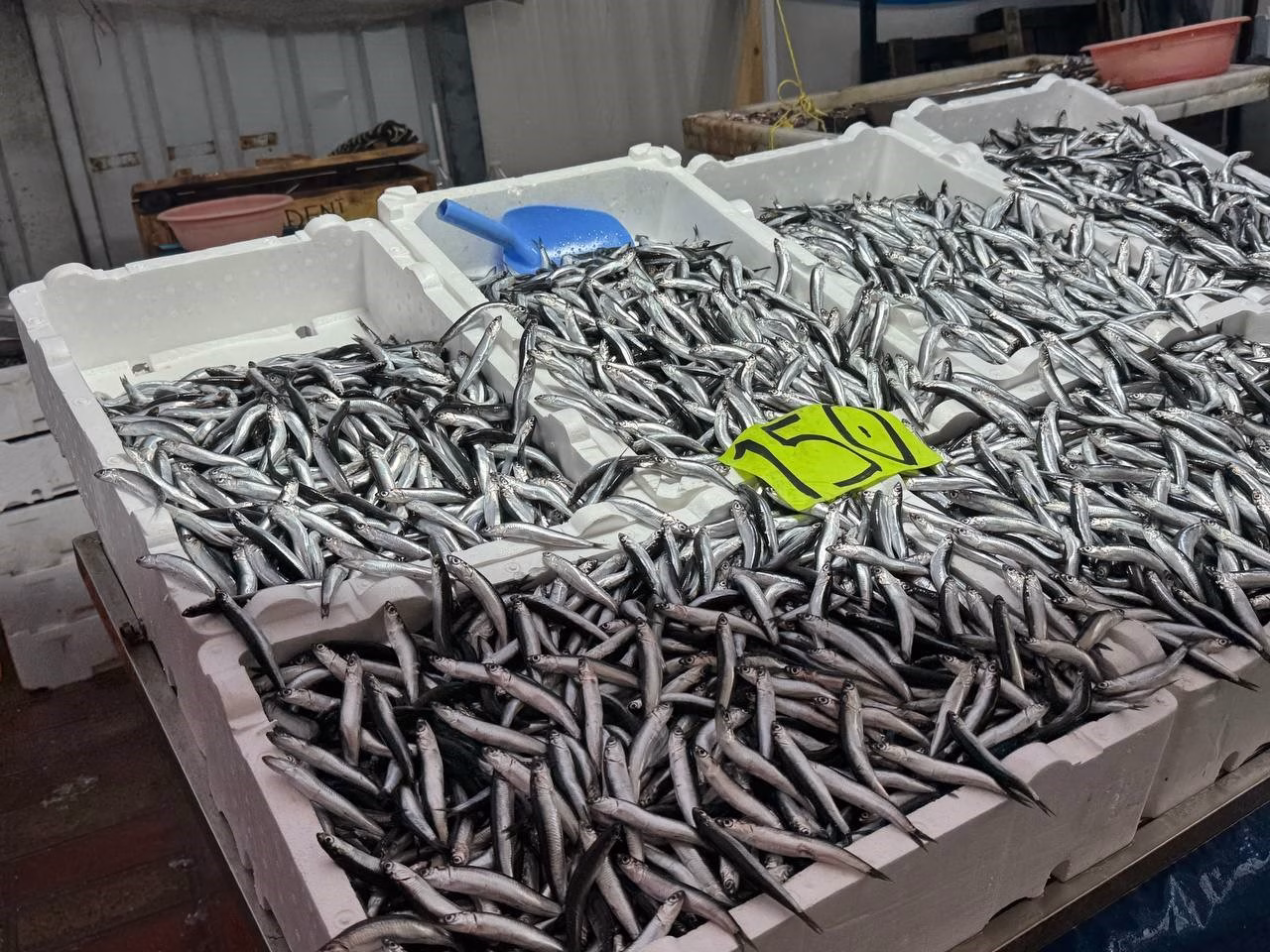 Zonguldak’ta hava şartları hamsi fiyatını yükseltti