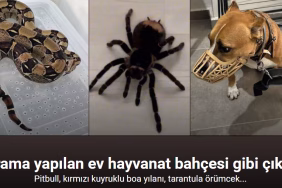 Ekran görüntüsü 2025-12-20 115259