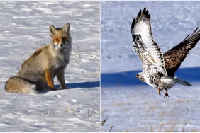 thumbs_b_c_81ed0a084c70dc0482041c4840fe52cd