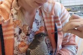 Balıkesir'de tedavisi tamamlanan atmaca yavrusu doğaya salındı