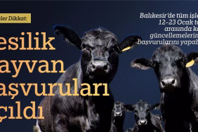 besi hayvanları (1)