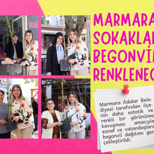 marmara begonvil (1)