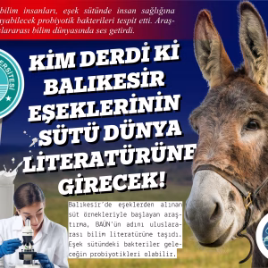 balıkesirin eşekleri