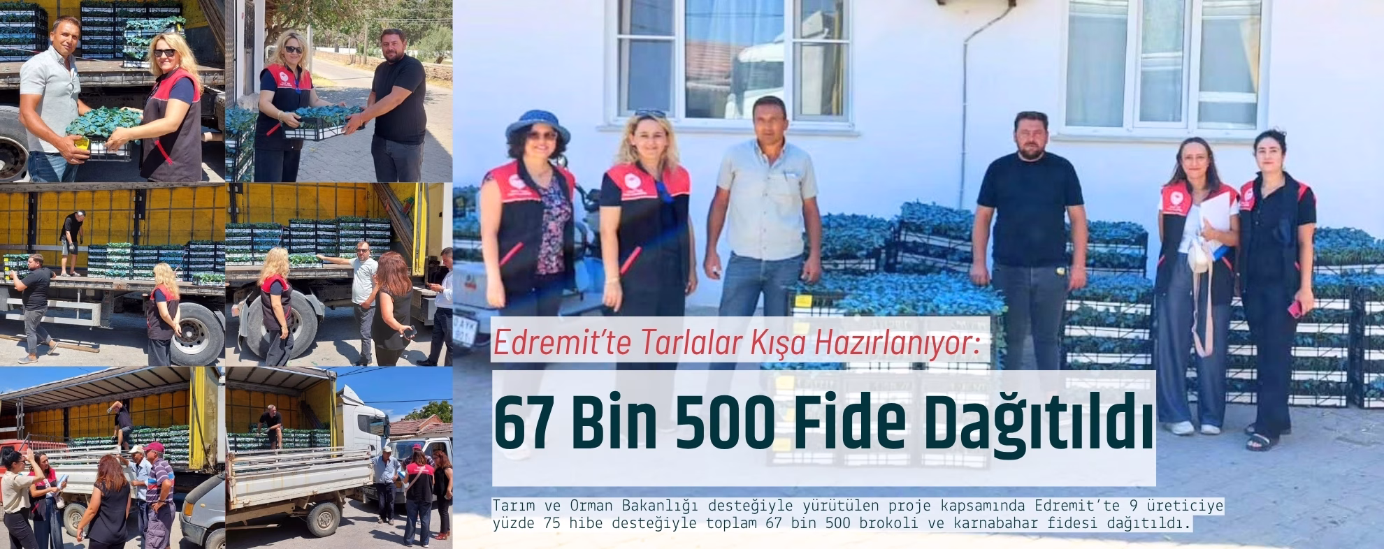 Edremit’te Tarlalar Kışa Hazırlanıyor: 67 Bin 500 Fide Dağıtıldı