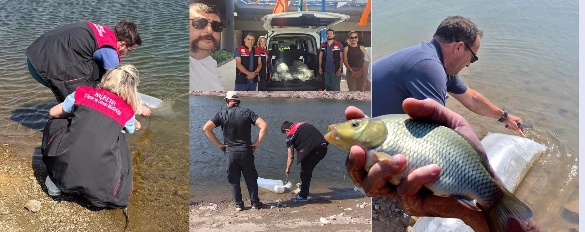 Sazan Yavruları Suya Kavuştu  