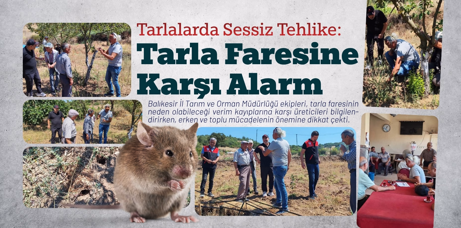 tarla faresi (1)
