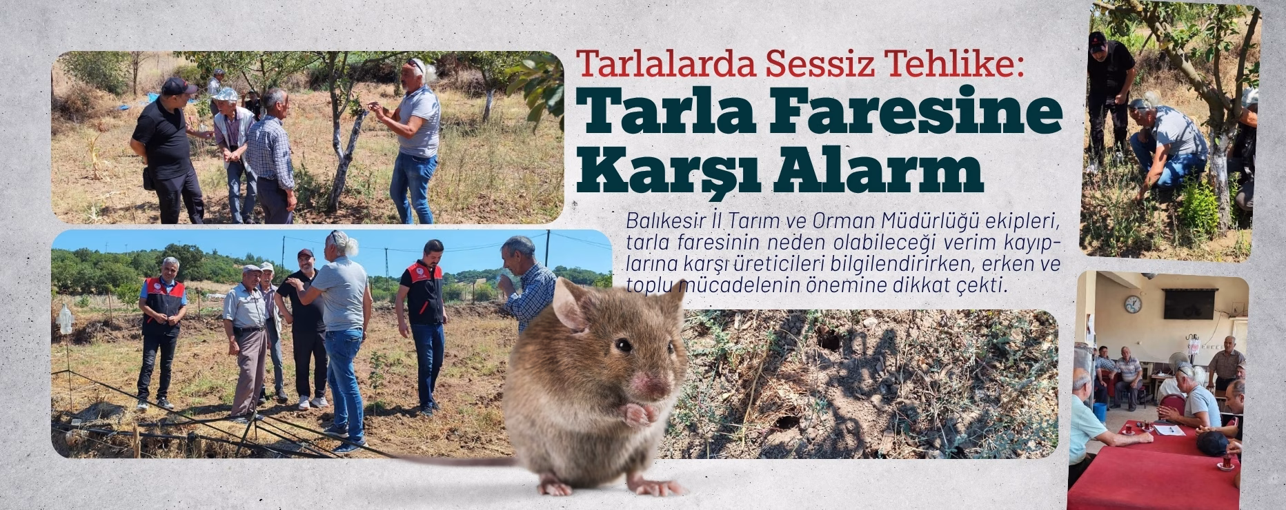 Tarlalarda Sessiz Tehlike: Tarla Faresine Karşı Alarm   