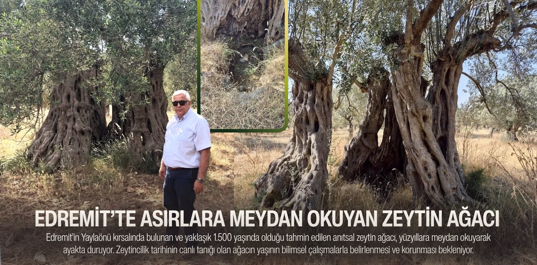 edremit zeytin ağacı (1)
