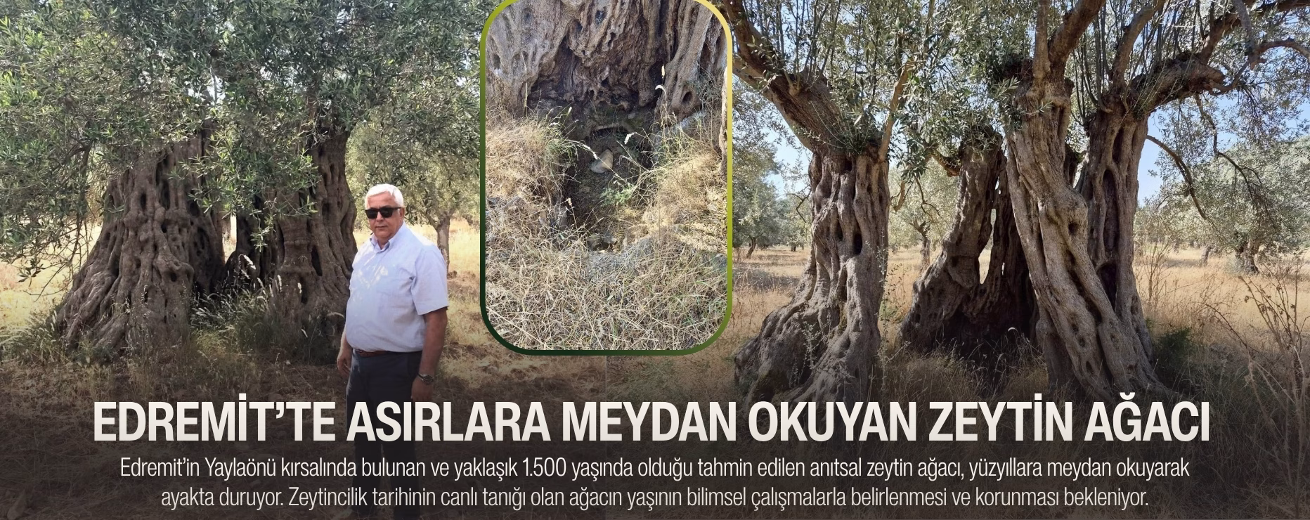 EDREMİT’TE ASIRLARA MEYDAN OKUYAN ZEYTİN AĞACI