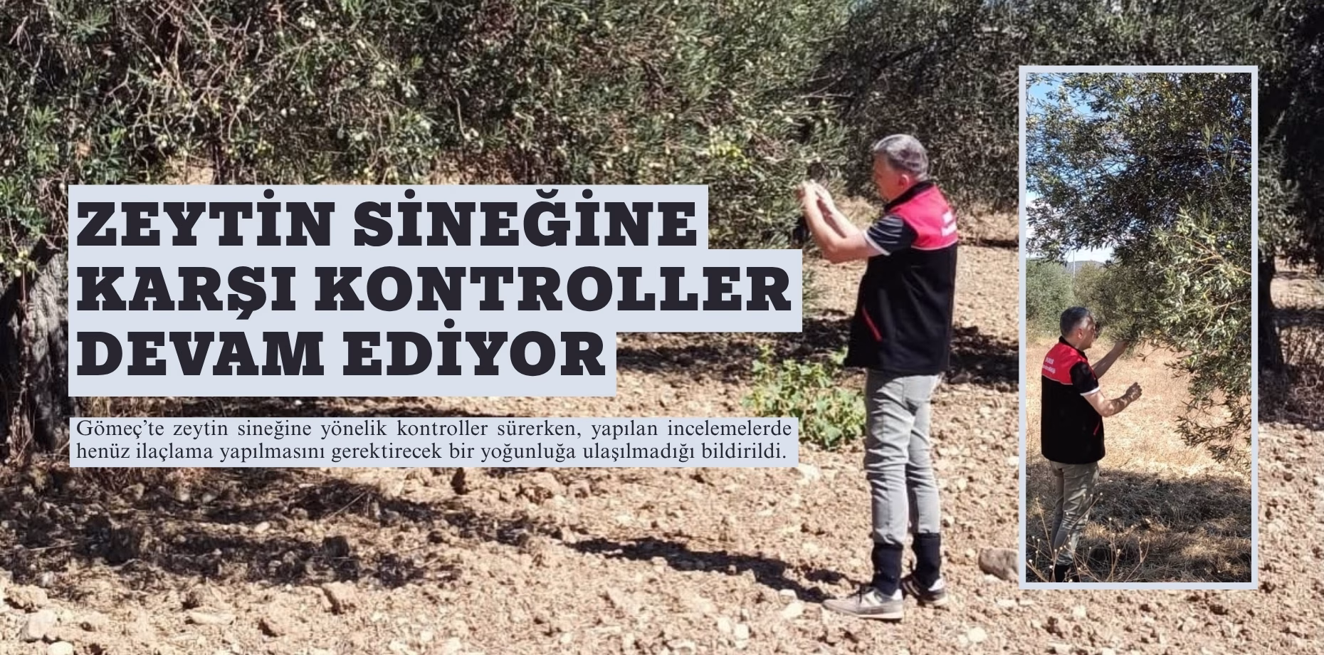 zeytin sineğine karşı (1)