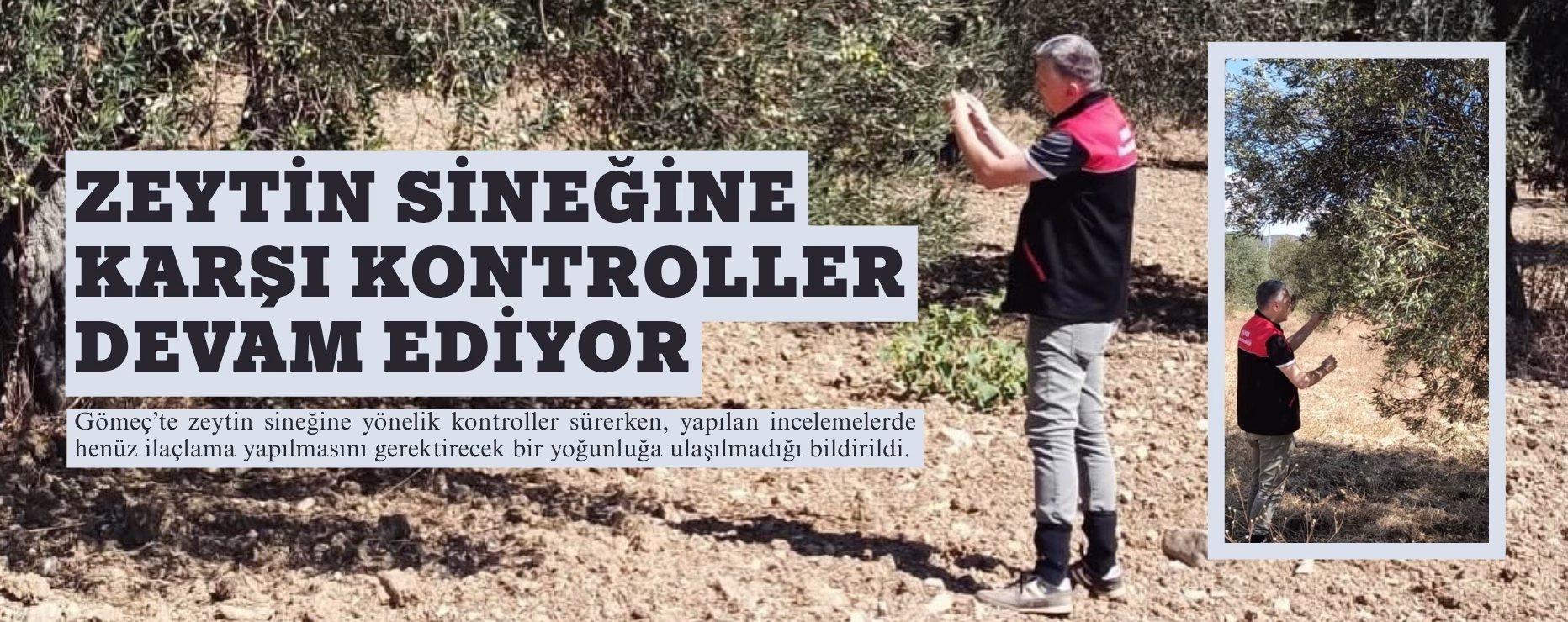 ZEYTİN SİNEĞİNE KARŞI KONTROLLER DEVAM EDİYOR