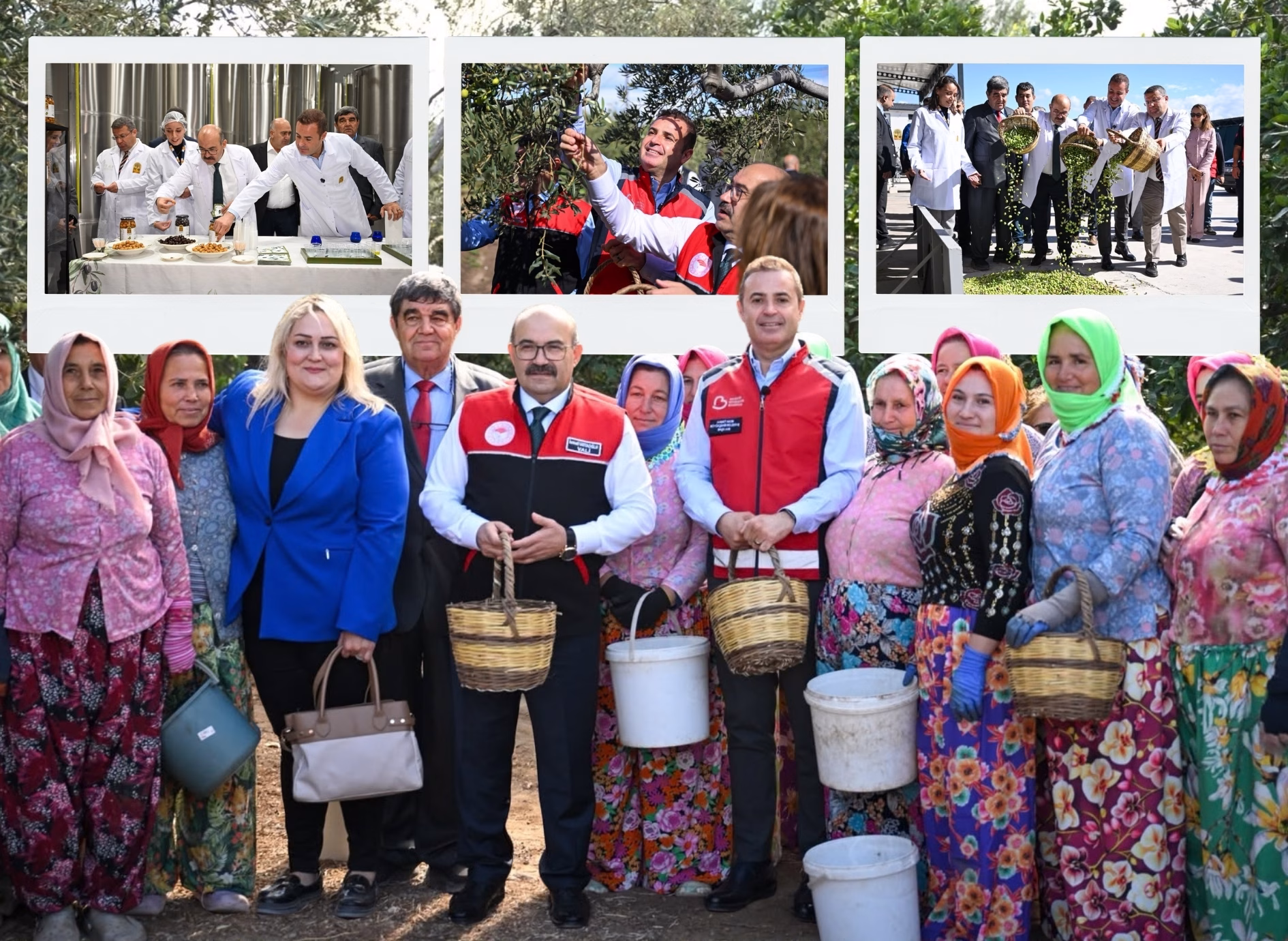 altınova zeytin