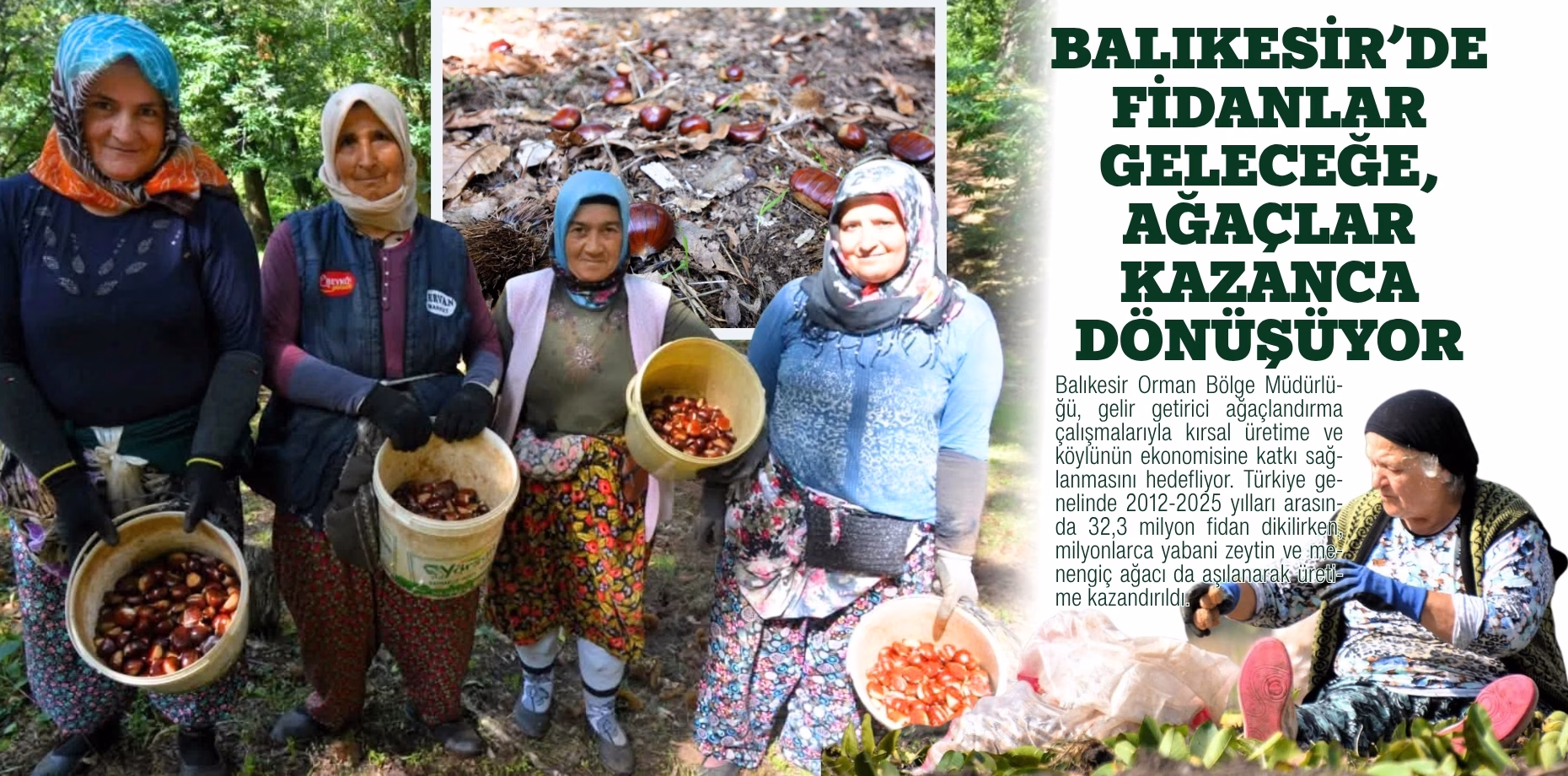 balıkesir kestane (1)