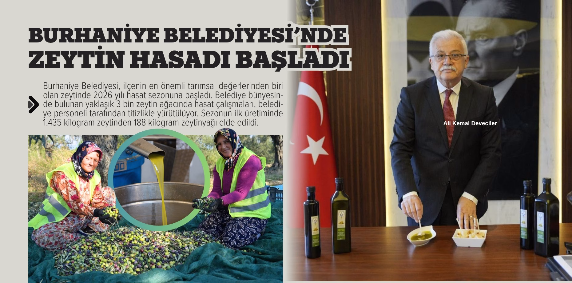 burhaniye zeytin (1)